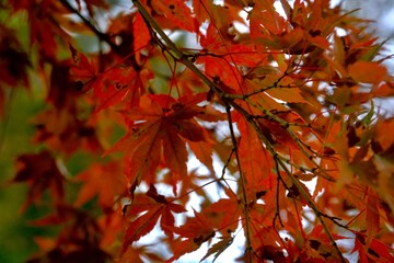 red maple leaves