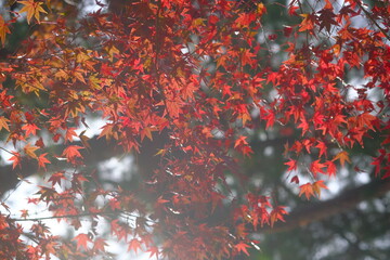 red maple leaves