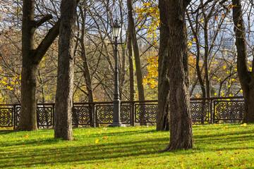 Fototapeta premium On a green lawn there are large tree trunks. A street lamp and a metal fence.