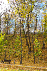 Trees grow on a hillside in an autumn city park. A bench on a path.