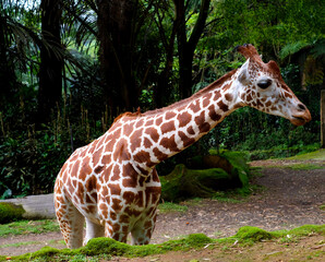 Giraffe with the scientific name Giraffa camelopardalis in the Indonesian zoo