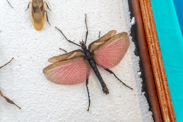 Marmessoidea rosea (male) Walking, Flying Stick Insect in White Background