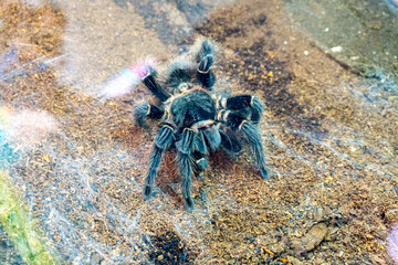Beautiful tarantula spider web natural