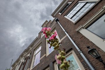 A low-angle view of a brick building with large windows under a cloudy sky. A pink flower stem in the foreground adds contrast and a touch of nature to the urban scene.