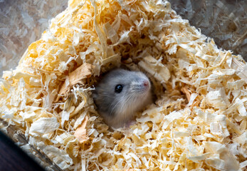 Hamster on wood shavings looking to you