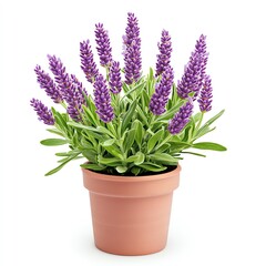 Fototapeta premium Vibrant lavender plant in a terracotta pot, showcasing colorful purple flowers.