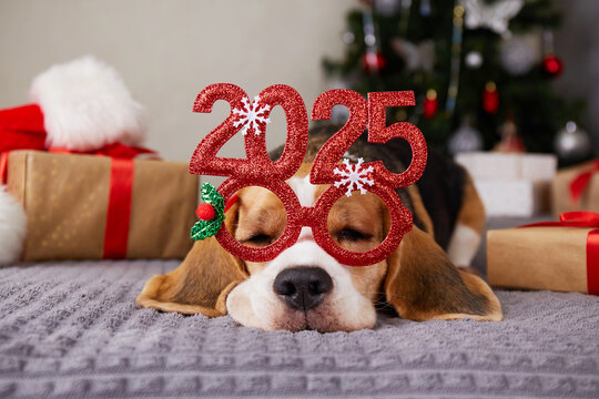 A beagle dog with glasses with New Year's figures in 2025 is sleeping on the bed. There is a decorated Christmas tree with gifts in the bedroom. Happy New Year and Merry Christmas card with pet.