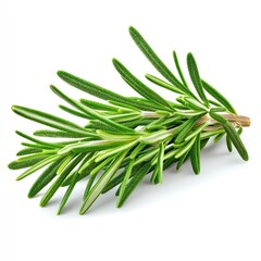 Fototapeta premium Fresh green rosemary sprig perfect for culinary dishes and herbal remedies.