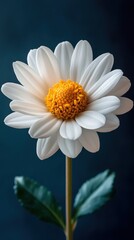 Fototapeta premium A close-up view of a single white daisy flower with a vibrant yellow center, set against a soft, dark blue background highlighting its delicate petals.