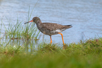 Chevalier gambette,.Tringa totanus, Common Redshank