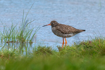 Chevalier gambette,.Tringa totanus, Common Redshank