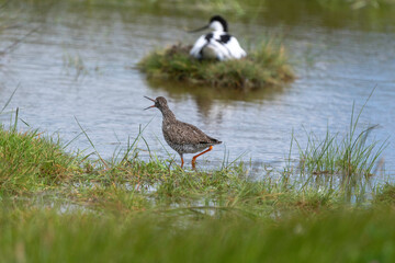 Avocette élégante, Recurvirostra avosetta, Pied Avocet, nid, Chevalier gambette, Tringa totanus, Common Redshank
