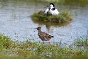 Avocette élégante, Recurvirostra avosetta, Pied Avocet, nid, Chevalier gambette, Tringa totanus, Common Redshank