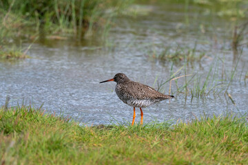 Chevalier gambette,.Tringa totanus, Common Redshank