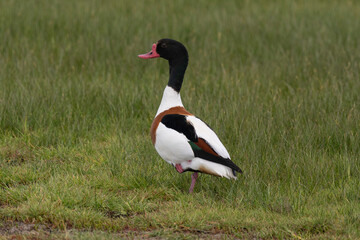 Tadorne de Belon,.Tadorna tadorna, Common Shelduck