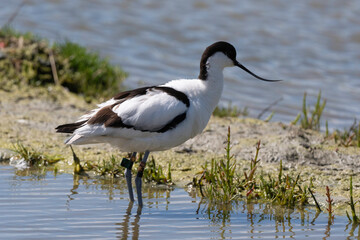 Avocette élégante, Recurvirostra avosetta, Pied Avocet,