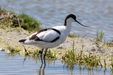 Avocette élégante, Recurvirostra avosetta, Pied Avocet,