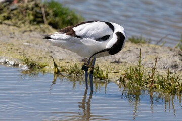 Avocette élégante, Recurvirostra avosetta, Pied Avocet,