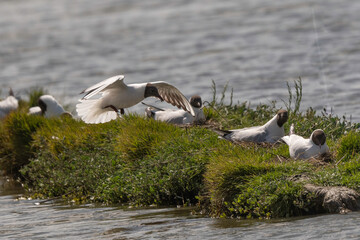 Mouette rieuse, nid,.Chroicocephalus ridibundus, Black headed