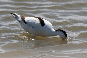 Avocette élégante, Recurvirostra avosetta, Pied Avocet,