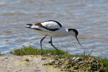 Avocette élégante, Recurvirostra avosetta, Pied Avocet, nid, oeuf