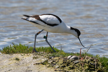 Avocette élégante, Recurvirostra avosetta, Pied Avocet, nid, oeuf