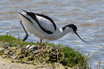 Avocette élégante, Recurvirostra avosetta, Pied Avocet, nid, oeuf