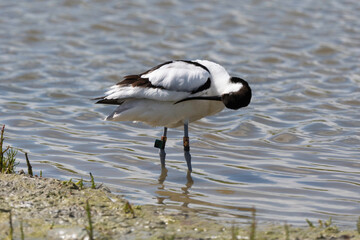 Avocette élégante, Recurvirostra avosetta, Pied Avocet,
