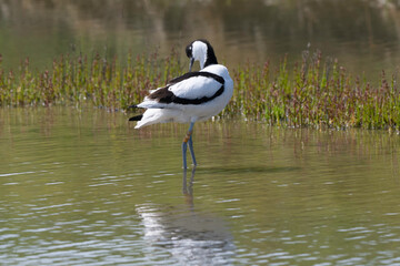 Avocette élégante, Recurvirostra avosetta, Pied Avocet,