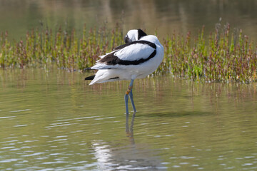 Avocette élégante, Recurvirostra avosetta, Pied Avocet,