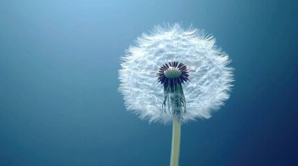 Fototapeta premium A dreamy dandelion captured in close detail, floating on a serene blue background with ample copy space for text or images
