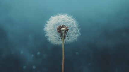 Obraz premium A dreamy dandelion captured in close detail, floating on a serene blue background with ample copy space for text or images