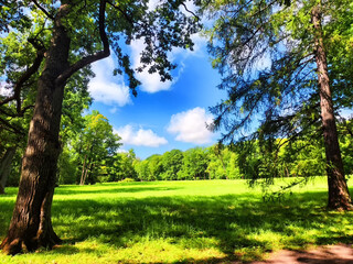 A park with trees and grass in summer