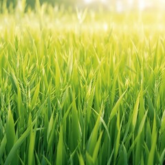 Obraz premium Tall blades of green grass swaying gently in the breeze, botanical, wind blowing