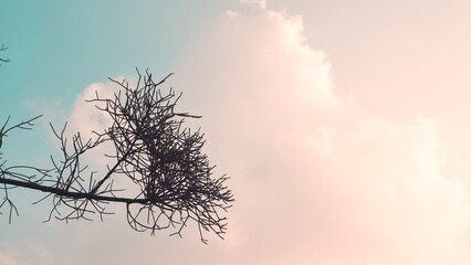 Silhouette of bare tree branch with no leaves in the colorful clouds sky sunset background
