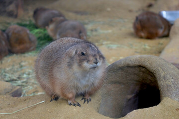 おやつの時間のプレーリードッグ
