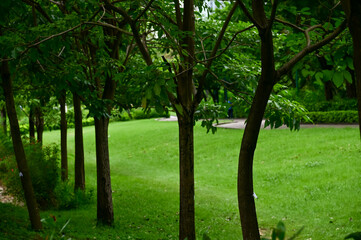 The scene of a Hong Kong public park with green trees. Nature scene.
