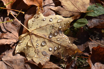 A maple leaf in the fall, Sainte-Apolline, Québec, Canada