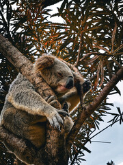 koala in tree