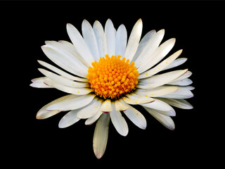 Close up of a daisy flower isolated on black background