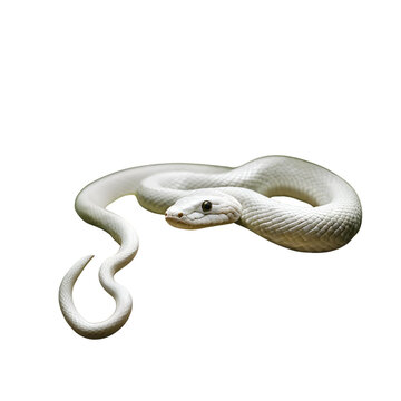 snake png