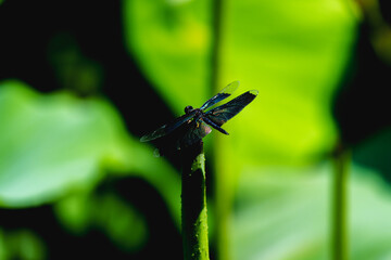 Dragonfly resting on leaf of sacred lotus under sunshine in summer