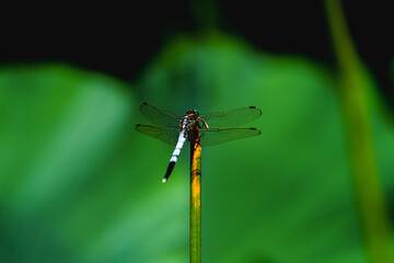 Dragonfly resting on leaf of sacred lotus under sunshine in summer