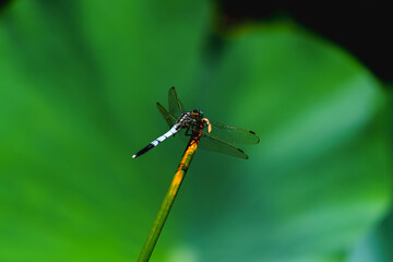 Dragonfly resting on leaf of sacred lotus under sunshine in summer