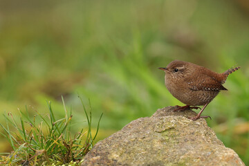 eurasian wren (troglodytes troglodytes) perching on stone or rock
