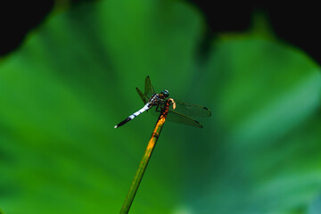 Dragonfly resting on leaf of sacred lotus under sunshine in summer