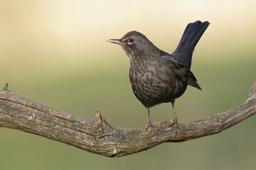 Adult female Eurasian Blackbird (Turdus merula) perching on a branch