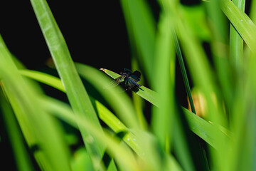 Dragonfly resting on leaf of sacred lotus under sunshine in summer