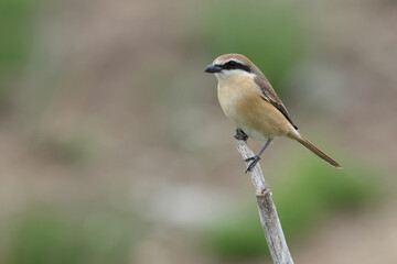 Obraz premium Adult male bown shrike (lanius cristatus) perching on a branch