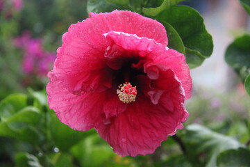 Pink hibiscus flower in the garden with water drops.